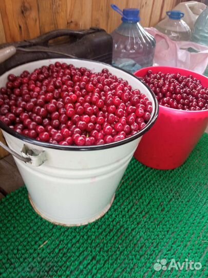 Вишня ягода свежая