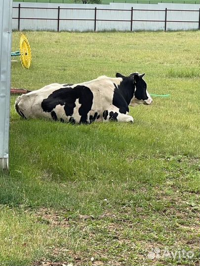 Телята бычки