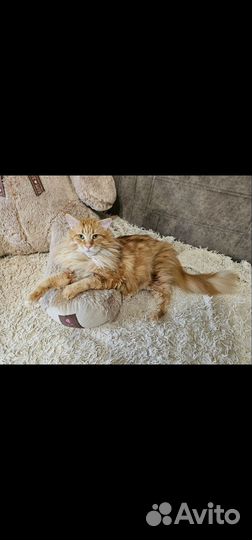 Продам мейн-кунов