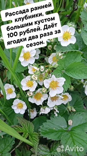 Усы и кусты клубники