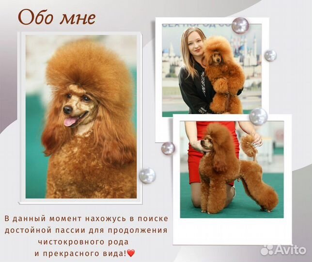 Вязка пуделя