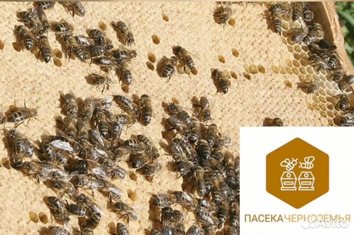 Карника пчелопакеты 2025