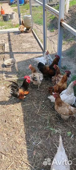 Породистые петушки на племя