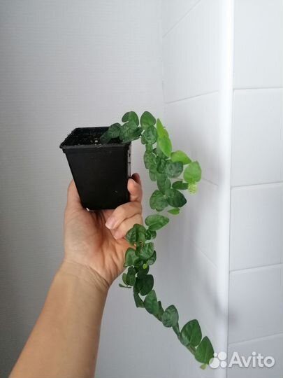 Фикус пумила