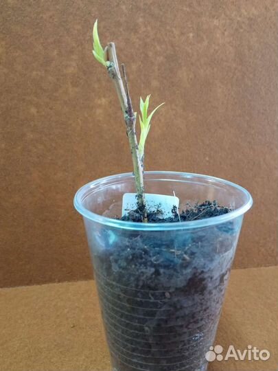 Ива шаровидная (черенок)