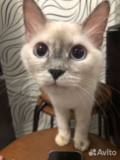 Кошка