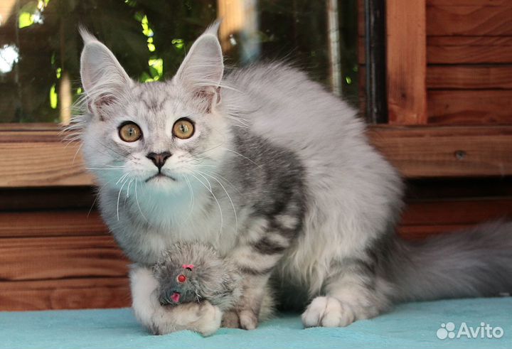 Котенок серебряный