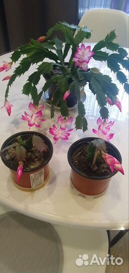 Комнатные цветы