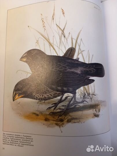 Животный мир островов. М. Стейнманн