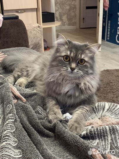 Кошки в добрые руки даром