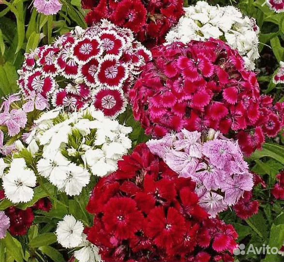 Космея и турецкая гвоздика