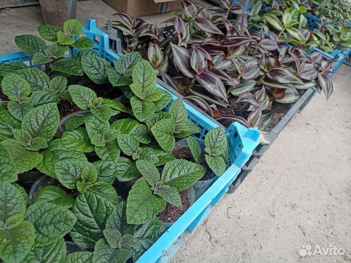 Традисканция