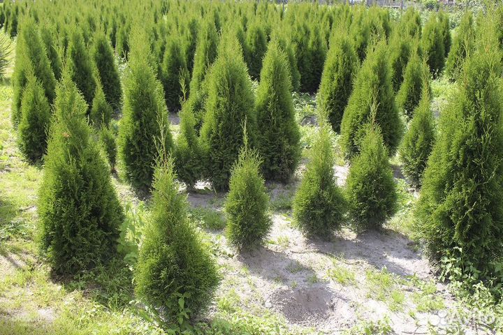 Туя Смарагд