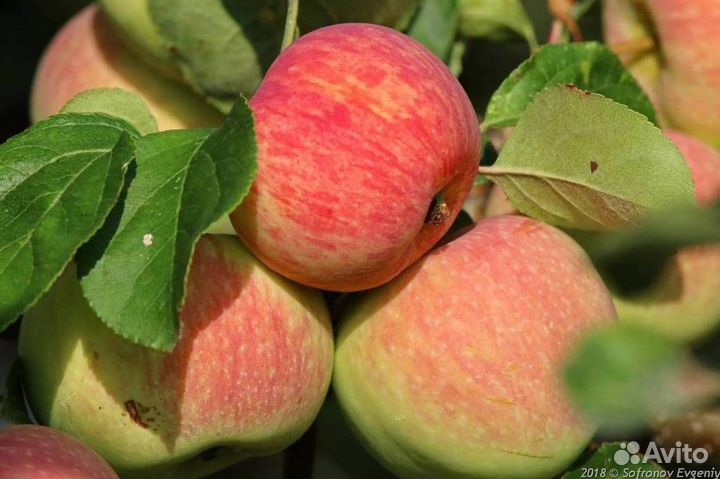 Саженцы яблони Яблочный спас