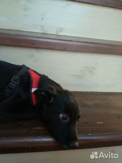 Щенок девочка