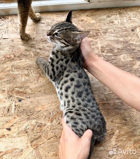 Уникальные котята алк Ф1