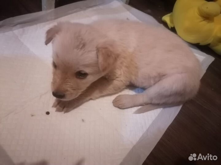 Собака щенок девочка