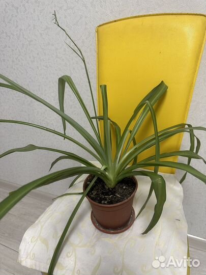 Хлорофитум