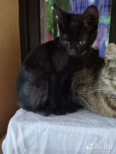 Кошка