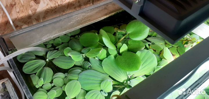 Растения для аквариума