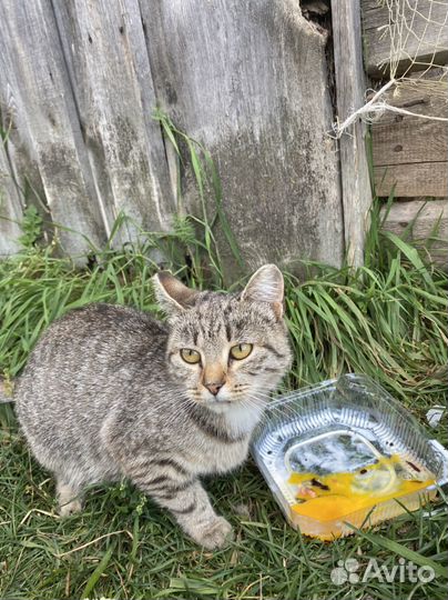 Кошка