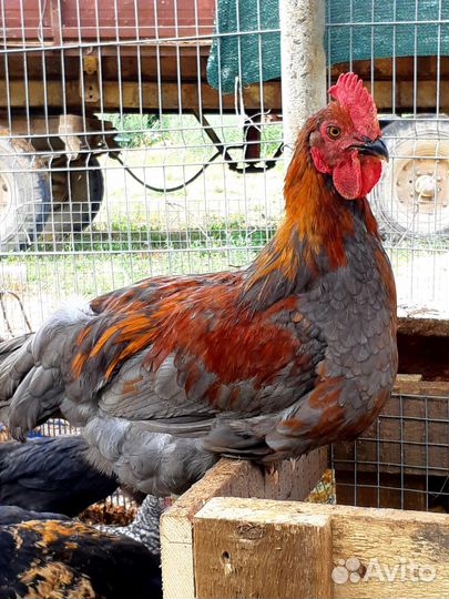 Петухи. Лакеданзи, Леггорн и пр