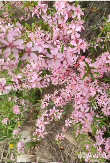 Миндаль розовый