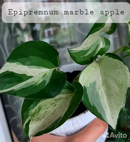 Эпипремнум марбл эппл
