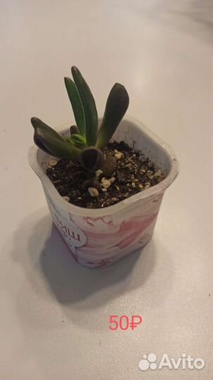 Крассула хоббит