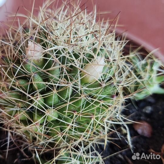 Разные кактусы