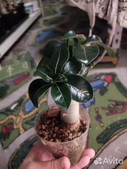 Адениум mini