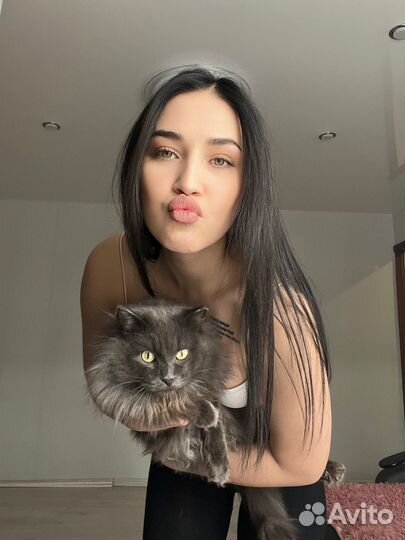 Кот