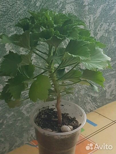 Герань королевская