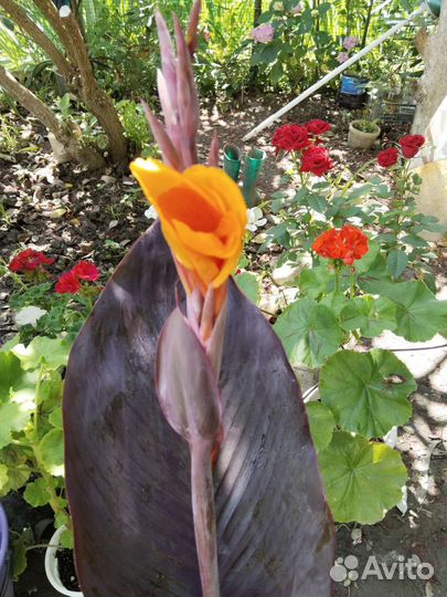 Многолетник. Клубни канны краснолистной