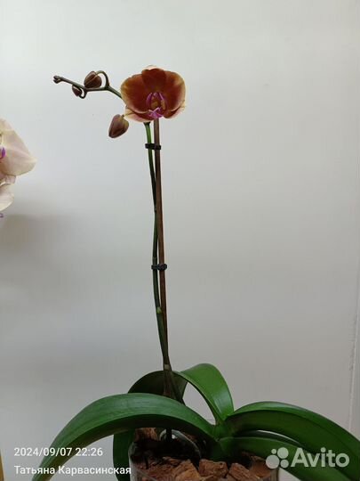 Орхидея фаленопсис