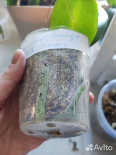 Орхидея фал. Mituo Diamond Canary x Yungho gelb