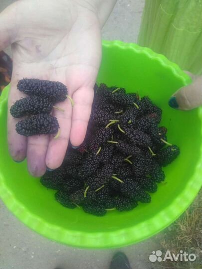 Саженцы шелковицы (тутовника)