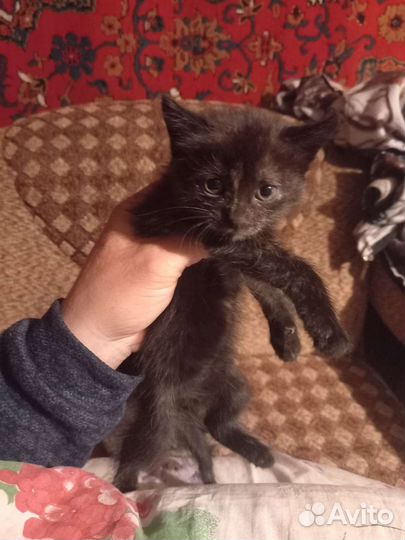 Котята