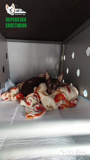 Зоотакси-Перевозка животных Новгород-Екатеринбург