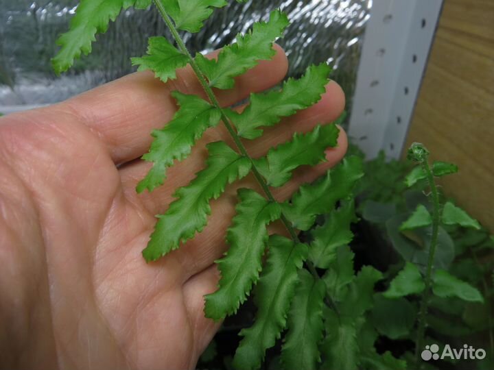 Папоротники, аспарагус, хлорофитум