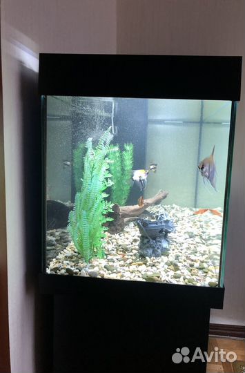 Аквариум с тумбой juwel 180л