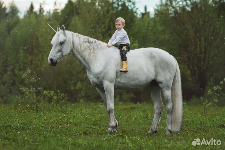 Фотосессии с лошадьми и собаками