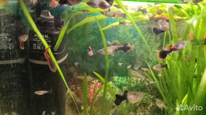 Рыбки гуппи, малинезии, тернеция, улитки Хелена