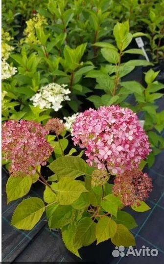 Гортензия древовидная Мэджикал Пинкербелл