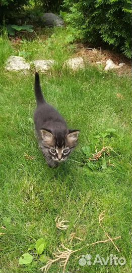 Отдадим котят в хорошие руки. Бесплатно