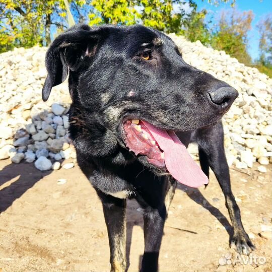 Добряк 12мес в приюте