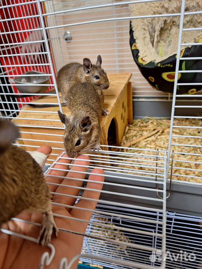 Чилийская белка дегу