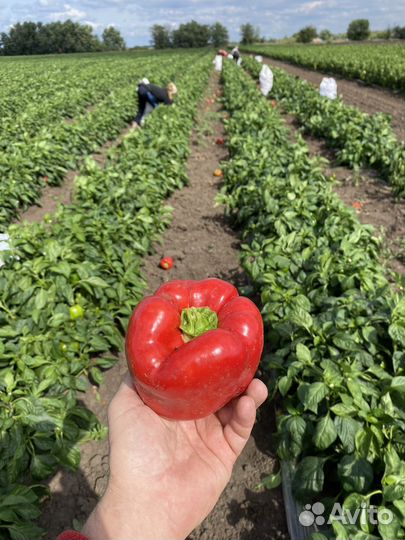 Сладкий Перец