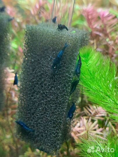 Креветки жёлтый неон, блю дрим