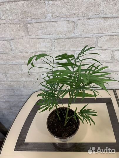 Хамедорея элеганс